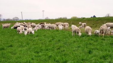 Koyunlar yemyeşil çimlerle beslenirken, kuzular koşar, zıplarlar. İdilik çiftlik hayatı doğayı, kırsal huzuru sembolize eder