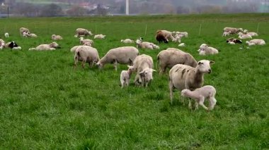 Kırsal kesimde koyun sürüsü, anne koyundan emziren sevimli kuzular. Çiftçilik, annelik, doğa, sürdürülebilir tarım kavramı.