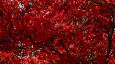 Parlak kırmızı akçaağaç sonbahar güneşinde yapraklar güzel doğal bir zemin oluşturur. Doğa, seyahat ve tasarım projeleri için mükemmel mevsimsel görüntüler. 