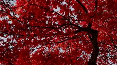 Sonbahar akçaağaç yaprakları canlı kırmızı tonlarla, doğa, reklamcılık ve tasarım görselleri için güzel mevsimsel arka plan sağlar.