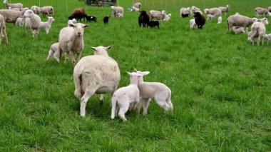 Yeni doğmuş kuzuları olan koyunlar açık otlaklarda taze bahar otlarıyla özgürce besleniyorlar. Serene tarım sahnesi sürdürülebilirliği, aile bağlarını, kırsal çekiciliği vurguluyor.