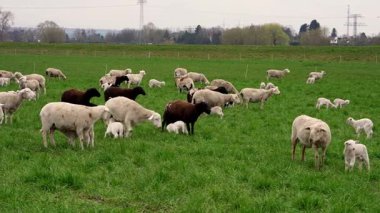 Yeşil otlakta otlayan kuzuları olan büyük bir koyun sürüsü. Yavru kuzular annelerden süt emziriyor. Huzurlu kırsal çiftlik sahnesi anneliği, doğayı, kırsal yaşamı simgeliyor.