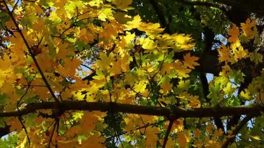 Sıcak güneş ışığında parlayan canlı sarı akçaağaç yaprakları sonbahar yapraklarının güzelliğini ve sonbahar mevsiminin huzurlu atmosferini yakalıyor.
