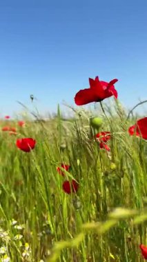 Hassas kırmızı gelincikler rüzgarda yavaşça hareket eder, dikey ağır çekimde yakalanır. Doğa güzelliği, sakin atmosfer, rahatlama ve çiçek manzaraları için ideal..