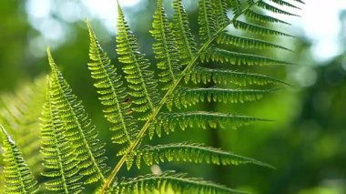 Güneş ışığıyla hafifçe aydınlatılan yeşil eğreltiotu yaprağına yaklaş. Doğal güzellik, sakin atmosfer, sıcak ışıktaki yaprakların detaylı dokusu..