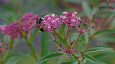 Büyük mamut eşekarısı, canlı mor ipekotları, Asclepias çiçekleri üzerinde polen toplar. Tozlaşan böceğin yazın açan çiçeklerdeki yakın çekim görüntüleri..