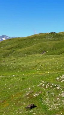 Avusturya 'nın Salzburg topraklarındaki Hochalpenstrasse dağlarında yeşil dağlarda otlayan barışçıl inekler. Sakin manzaralar, saf doğal güzellik, seyahat, doğa, ekoloji. Dikey görüntüler 
