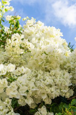 Parlak gökyüzünde açan beyaz bougainvillea çiçekleri doğal güzelliği, tazeliği, sakin botanik sahnesini yakalıyor. Doğal arkaplan.