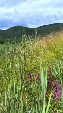 Hırvatistan 'da yeşil yapraklar ve ağaçlarla çevrili doğal dağ deresi. Sakin orman ortamında temiz su. Doğa, seyahat, çevresel görseller için harika. Dikey görüntüler 