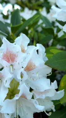 Beyaz narin rhododendron çiçekleri yakın plan. Yumuşak ışık, doğal arka plan ve nazik ruh hali olan dikey görüntüler. Doğal arka plan, güzellik, doğa, refah içeriği.