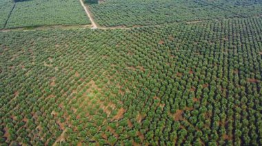Kozalaklı kozalaklı ormanın yukarıdan görünüşü ve düzgün sıra sıra ağaçlar. Simetrik doğal desen, ormancılık, sürdürülebilirlik, çevre, doğa konsepti. Arkaplan ve tasarım projeleri için ideal.