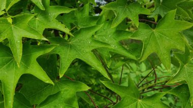 Yağmurdan sonra yağmur damlalarıyla kaplı yeşil akçaağaç yapraklarının yakın çekimi. Doğal geçmiş, tazelik, doğa konsepti, ekoloji ve sükunet.