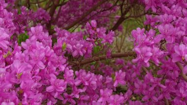 Parlak pembe rhododendron çiçekleri çiçek açarak güzel doğal çiçek arkaplanı oluşturuyor. Bahar doğa dokusu tasarım, sağlık, güzellik, eko, mevsimlik kavramlar için idealdir..