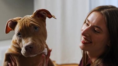 Sevimli genç bayan komik Amerikan Staffordshire Terrier köpeğiyle neşeyle oynuyor. Evcil hayvan arkadaşlığı, özen ve dostça iç çevrede eğlenceli etkileşimler.