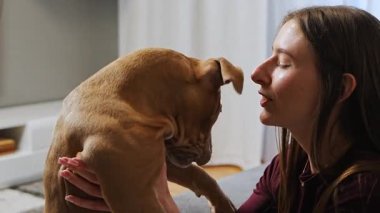 Sevimli genç bayan komik Amerikan Staffordshire Terrier köpeğiyle neşeyle oynuyor. Evcil hayvan arkadaşlığı, özen ve dostça iç çevrede eğlenceli etkileşimler