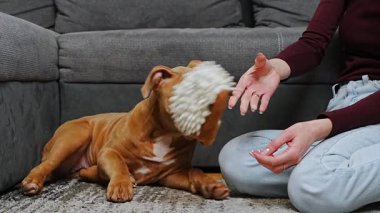 Amerikalı Staffordshire Terrier köpeği ile oynayan genç bir kadın. Köpek mutlu bir şekilde en sevdiği oyuncağını çiğniyor. Pozitif duygular, evcil hayvan bakımı, rahat ev ortamında eğlenceli etkileşimler.