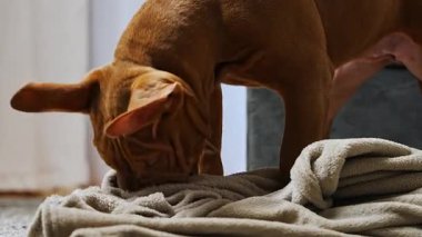 Komik Amerikan Staffordshire teriyeri yavrusu neşeyle battaniyesiyle oynuyor. Aktif davranışlar ve olumlu duygular gösteren neşeli genç bir köpek. Rahat ev atmosferi, evcil hayvan yaşam tarzı.