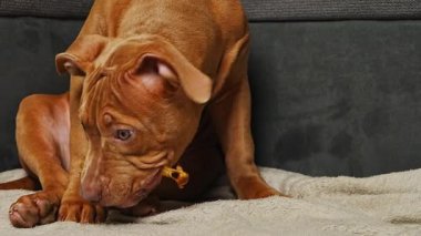 Komik Amerikan Staffordshire Teriyeri köpeği büyük bir zevkle köpek maması yiyor. Sevinç, memnuniyet ve olumlu duygular gösteren evcil hayvan anlarını kapatın. Hayvan maması için ideal konsept.