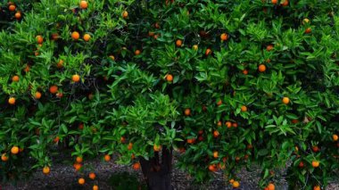 Olgun portakal meyveleriyle kaplı büyük yeşil ağaç güçlü rüzgarda sallanıyor. Hava bulutlu. Tarım, hasat, doğa ve hava durumu kavramı.
