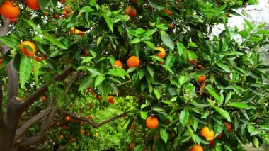 Portakal bahçesindeki ağaç dalına asılmış olgun portakallar. Doğada yetişen taze organik turunçgiller, sağlıklı gıda konsepti, tarım ve hasat geçmişi.