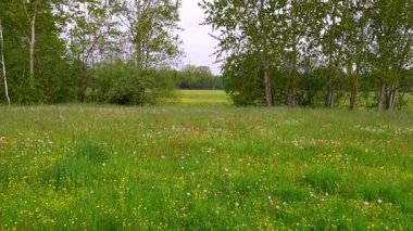 Yeşil çimenleri, kır çiçekleri, karahindibaları ve arka planda yapraklı ormanı olan kırsal bir çayır. Rahatlatıcı doğa, kırsal, çevre dostu ve barışçıl manzara.