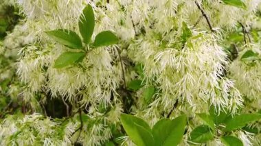 Virginia püsküllü ağacı, Chionanthus Virginicus 'un dallarındaki kabarık çiçekleri kapatın. Narin beyaz çiçekler, bahar çiçeği, botanik arka plan, doğal güzellik kavramı.