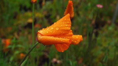 Narin lale yapraklarında taze yağmur damlalarıyla rüzgarda sallanıyor. Yumuşak bahar havası, doğal güzellik, çiçek yakın çekim, tazelik ve sakin doğa konsepti..