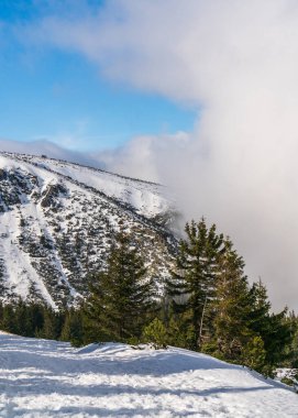 Polonya 'nın Karkonosze Dağları' ndaki Snezka Dağı yakınlarında çam ağaçlarıyla kaplı güzel kış manzarası. Manzaranın arka planı ve mevsimsel seyahat kavramı.