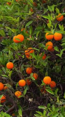 Çiçekli narenciye ağacına asılı olgun portakalların dikey yakın çekimi. Yeşil yapraklı taze meyve ve ılık güneş ışığında beyaz çiçekler..