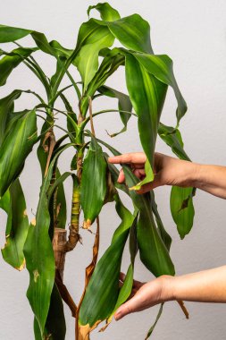 Kadın ellerinin kapalı bir ev bitkisiyle ilgilenmesi, kuru yaprakları temizlemesi. Ev işleri ve rahat yaşam tarzı konsepti.