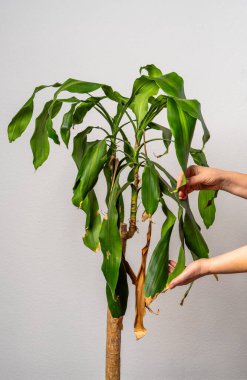 Kadın elleri evdeki kuru yaprakları temizliyor. Kapalı alandaki bitkilerle ilgilenen tanınmayan biri. Ev işleri ve bitki bakımı yaşam tarzı konsepti.