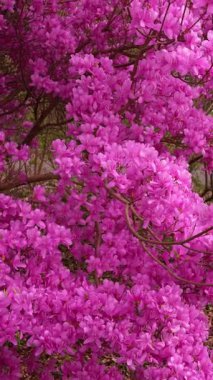 Canlı pembe rhododendron çiçekleri tam çiçeklenerek yemyeşil dikey çiçek arkaplanı oluşturur. Bahar bahçesi görüntüleri güzellik, sağlık, doğa ve mevsimsel tasarım için idealdir..