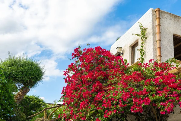İspanya 'nın Mallorca şehrinde yeşil ve çiçeklerle çevrili geleneksel beyaz çatılı bir ev. Akdeniz kırsal mimarisi, yaz manzarası, kırsal cazibe.