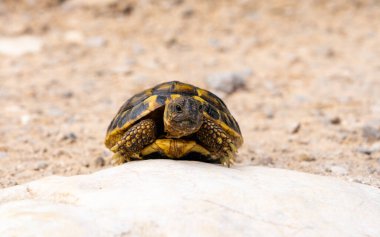 Genç kaplumbağa güneş ışığıyla ısınıyor. Doğal ortamda. Vahşi yaşam, sürüngen davranışı, doğa, açık hava hayvan yaşamı konsepti..
