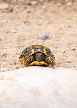 Güneşte güneşlenirken kayaların üzerinde dinlenen küçük kaplumbağa. Doğal yaşam alanı, vahşi yaşam, sürüngen, ekoloji ve açık hava ortamı..