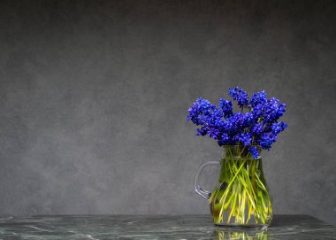 Koyu gri arka planda, mermer masanın üzerinde şeffaf vazoda duran narin mavi muscari. Sakin ruh hali ve kopyalama alanı olan zarif çiçek kompozisyonu..