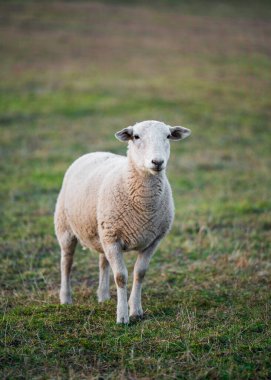 Yeşil çimlerin üzerinde ağzında çim sapı olan sevimli koyunların yakın plan portresi. Çiftlik hayvanı, çiftlik hayvanları, kırsal yaşam, doğa, pastoral manzara, ve huzurlu kırsal konsept.