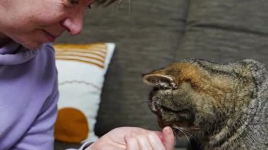 Orta yaşlı bir kadın evdeki kanepede oturmuş çizgili kediye kıyak yapıyor. Evcil hayvan bakımı konsepti, ev hayatı, beslenme saati, evdeki insan hayvan bağı..