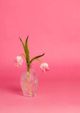 Pembe arka planda açık vazoda parlak ve yumuşak pembe laleler. Fotokopi alanı olan minimalist çiçekli bir hayat. Olumluluk, neşe, bahar, kutlama, romantik konsept.