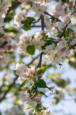Mavi gökyüzüne karşı dallarında beyaz çiçekler olan bahar elması çiçeği. Tebrik kartları için hafif ve havadar çiçek arkaplanı.