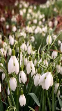 İlkbaharın başlarında açan narin beyaz kar damlalarının dikey yakın çekimi. Taze doğal arka plan yenilenmeyi, umudu ve mevsimsel değişimi sembolize ediyor. Bahar ve eko temaları için ideal.