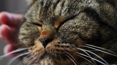 Rahat çizgili kedi, sahibinin elleri üzerinde dinlenirken nazikçe okşamaktan zevk alıyor. Gözler zevkten kapalı, yakın plan detaylar, huzurlu bir ev sahnesi, şefkat ve hayvan bakımı.