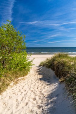 Kum tepelerinden Baltık Denizi 'ne giden kumlu yol, Almanya' nın Kullanım Adası 'ndaki çam ağaçları. Mavi gökyüzü olan manzaralı kıyı manzarası. Popüler yaz seyahatleri, huzurlu sahil doğası..