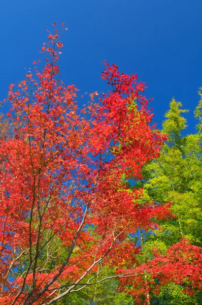 Červené podzimní stromy v Japonsku — Stock fotografie
