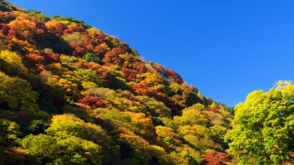 Kyoto sonbahar renkleri — Stok fotoğraf