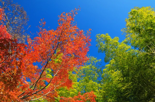 Árvores vermelhas do outono no Japão — Fotografia de Stock