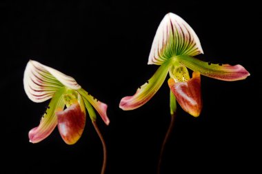 Lady's terlik orkide (paphiopedilum callosum)