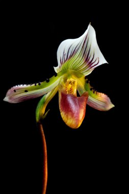 Lady's Slipper Orchid (Paphiopedilum Callosum) clipart