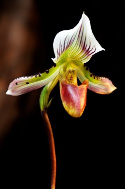 Lady's terlik orkide (paphiopedilum callosum)