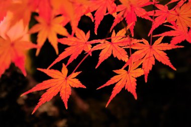 Kyoto sonbahar renkleri